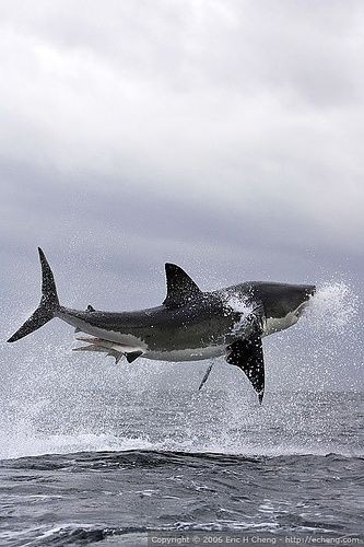 Photo:  Great White Shark Breach at False Bay